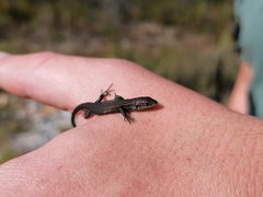 Tropidosaura gularis