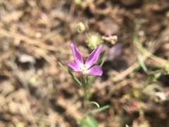 Clarkia affinis