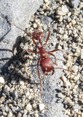 Pogonomyrmex salinus
