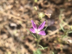 Clarkia affinis