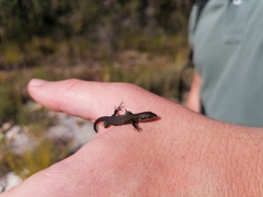 Tropidosaura gularis