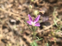 Clarkia affinis