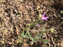 Clarkia affinis