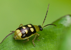 Diabrotica sinuata
