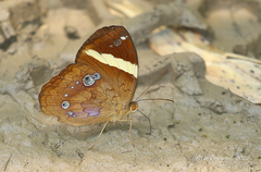 Xanthotaenia busiris