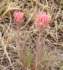 Castilleja purpurea