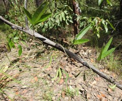 Glycine cyrtoloba