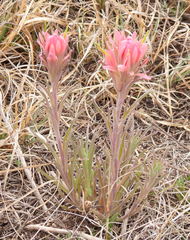 Castilleja purpurea