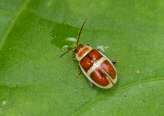 Asphaera discicollis
