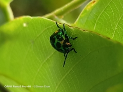 Chrysocoris eques