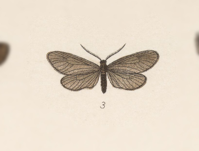 Neoilliberis martenii