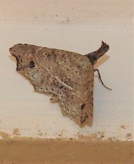 Philogethes metableta