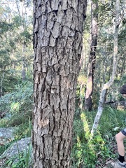 Corymbia tessellaris