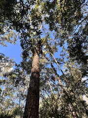 Corymbia tessellaris