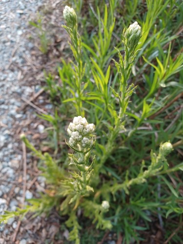 iNaturalist observation photo of California cudweed