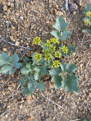 Lomatium lucidum