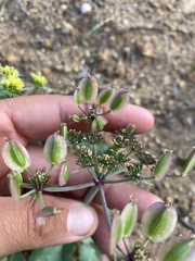 Lomatium lucidum