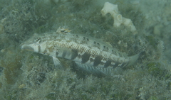 Parapercis australis