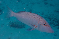 Lethrinus miniatus
