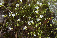 Mononeuria uniflora