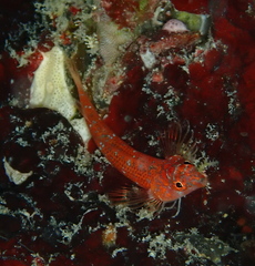 Ceratobregma helenae