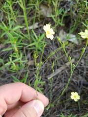 Linum medium