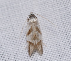 Oxythecta acceptella