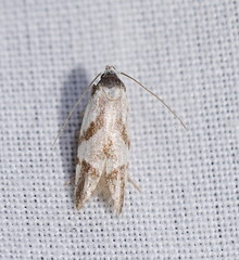 Oxythecta acceptella