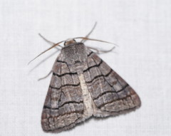 Liometopa rectilinea