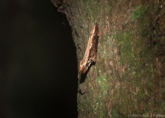 Hypatima spathota