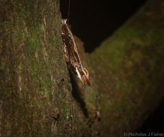 Hypatima spathota
