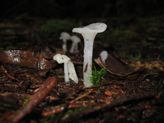 Gloiocephala quercetorum