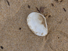 Macomona deltoidalis