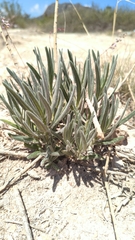 Verbesina hintoniorum