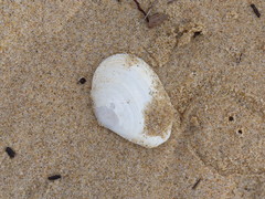 Macomona deltoidalis