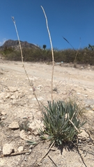 Verbesina hintoniorum