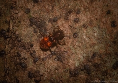 Apteropilo humerofuscus