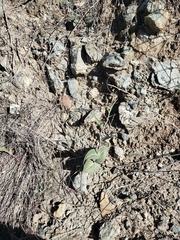 Asclepias cordifolia
