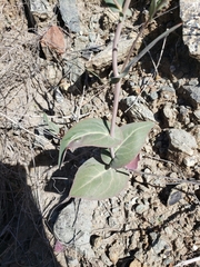 Asclepias cordifolia