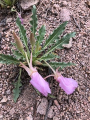Oenothera cespitosa
