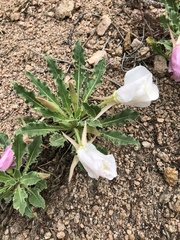 Oenothera cespitosa