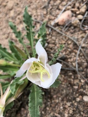 Oenothera cespitosa
