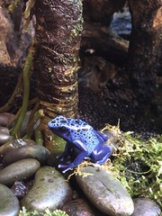 Dendrobates
