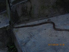 Oreocryptophis porphyraceus