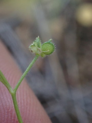 Ranunculus hebecarpus