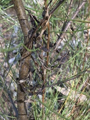 Acacia juncifolia