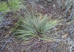 Xerophyllum asphodeloides