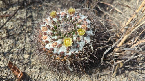 Image of Mammillaria winterae by (c) Alan Rockefeller, some rights reserved (CC BY)
