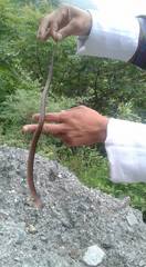 Oligodon albocinctus