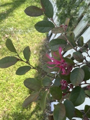 Loropetalum